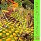 Screaming Trees Discography in chronological order