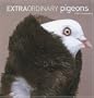Extraordinary Pigeons 2005 Wall Calendar