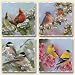 Set of 4 Ceramic Tumbled Stone Wild Birds Art Magnets