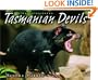 Tasmanian Devils (Animal Scavengers)