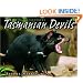 Tasmanian Devils (Animal Scavengers)