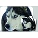 Siberian Husky Dog Mouse Pad & Coasters Set