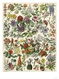 Flowering Shrubs, Including Peony, Rose, Lilac, Echinopsis, Fuschia, Laurel, Magnolia, Rhododendron Giclee Poster Print, 9x12 514KgYzgG%2BL. SL160 Flowering Shrubs, Including Peony, Rose, Lilac, Echinopsis, Fuschia, Laurel, Magnolia, Rhododendron Giclee Poster Print, 9x12