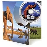 Elephant DVD Theme Card - Blank Greetings Card For Any Occasion