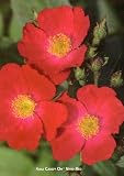 Candy Oh Rose Bush -Perpetual Blooms- Candy Apple Red