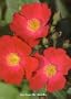 Candy Oh Rose Bush - Perpetual Blooms - Candy Apple Red - Proven Winners