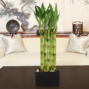 bamboo plant arrangement lucky garden plants indoor mini