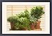 Framed Prints of LA-2330 Herb - being grown in pots, Thyme, Basil, Parsley, Sage, Bay Leaf from Ardea Wildlife Pets