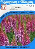 Thompson & Morgan 4471 Foxglove 'Candy Mountain' Exclusive Seed Packet