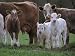0845 - Famille "vaches" - 24"W x 18"H - Peel and Stick Wall Decal by Wallmonkeys