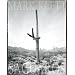 Mark Klett: Saguaros