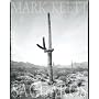 Mark Klett: Saguaros