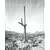 Mark Klett: Saguaros