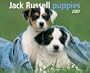 Jack Russell Puppies