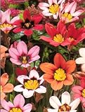 Wand Flower 20 Bulbs - Sparaxis - Brilliant Colors!