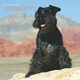 Schnauzers, Miniature 2009 Square Wall Calendar
