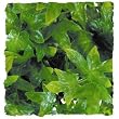 ZOO NAT BUSH CONGO IVY SM