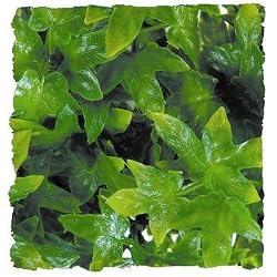 ZOO NAT BUSH CONGO IVY SM