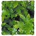 ZOO NAT BUSH CONGO IVY SM