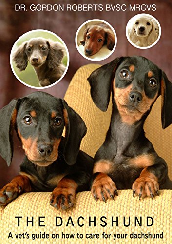 The Dachshund: A vet's guide on how to care for your Dachshund dog