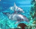 DOLPHINS by CORAL Mouse Mat