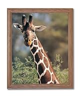 African Giraffe Bird Close Up Animal Wildlife Home Decor Wall Picture Oak Framed Art Print