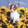 Chihuahua Puppies 2009 7X7 Mini Wall Calendar