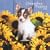 Chihuahua Puppies 2009 7X7 Mini Wall Calendar