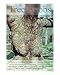 Tree boobs Humor Photographic Poster Print by Mark Chapman, 8x10