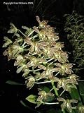 Grammatophyllum scriptum 3032C
