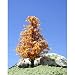 Deciduous Trees w/Real Wood, Harvest Dawn 3-5