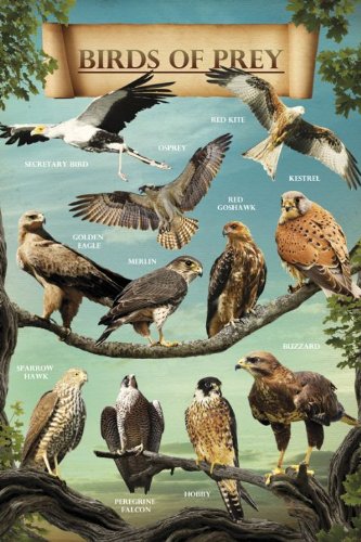 Empire 394446 Tiere - Birds of Prey Greifv&ouml;gel Poster Druck 61 x 91.5 cm Preisvergleich