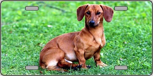 LP-2167 Dachshund Vanity Metal Pet Dog 3ukARt Breed 9foBc8S Novelty License Plate Tag Sign licence lisence license plate metal car sign yutio67 ghj90 6" r88nt x 12" standard automotive aluminum metal novelty license plate with 4 holes for easy 2j6FlC mounting. Use this novelty license plate to personalize the front of your vehicle or embellish with ribbon or string and instantly turn it into a sign.