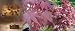 Bloodgood Japanese Maple 7 Seeds - Acer- Bonsai