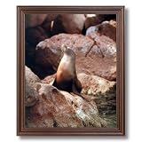 Sea Lion Sun Bathing Animal Sea Life Wall Picture Cherry Framed Art Print