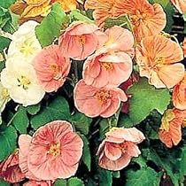 Flowering Maple 20 Seeds - Abutilon