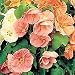 Flowering Maple 20 Seeds - Abutilon