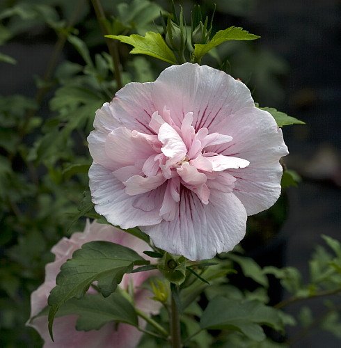Pink Chiffon TM Hibiscus syriacus 'JWNfour' PPAF - Rose of Sharon - Proven Winner Pink Chiffon TM Hibiscus syriacus 'JWNfour' PPAF - Rose of Sharon - Proven Winner