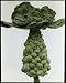 Photographic Prints of Brassica Oleracea Gemmifera (Brussels Sprouts) from Mary Evans