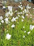 Eigenschaften Dachstauden  / Campanula persicifolia Alba - Glockenblume