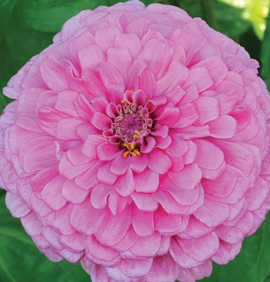 Flower Zinnia Giant Dahlia Flowered Bright Pink Heat Tolerant D1881 (Pink) 500 Open Pollinated Seeds by David's Garden Seeds Flower Zinnia Giant Dahlia Flowered Bright Pink Heat Tolerant D1881 (Pink) 500 Open Pollinated Seeds by David's Garden Seeds