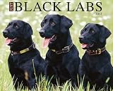 Just Black Labs 2012 Calendar (Just (Willow Creek))