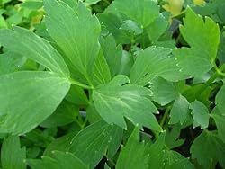 70 Lovage Seeds By Seed Needs