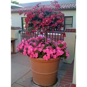 Red Floral Carpet Rose Tree Five Gallon by 