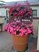 Red Floral Carpet Rose Tree Five Gallon