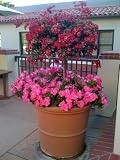 Red Floral Carpet Rose Tree Five Gallon