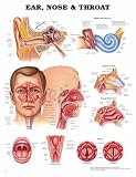 Ear, Nose and Throat Anatomical Chart