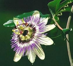 Edible Passion Vine Plant - Passiflora caerulea-Exotic