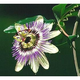 Passion Flower