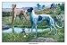 Canvas Print, Greyhounds - 18 x 12